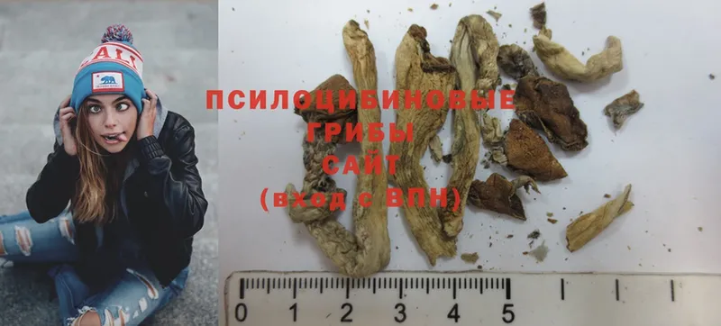 сколько стоит  Малаховка  Псилоцибиновые грибы Magic Shrooms 